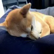 モラン