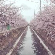 kura