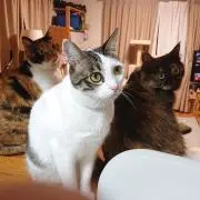 猫用品専門のにゃんずペット★プロフ必読の画像