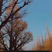 みみ