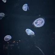 onnnの画像