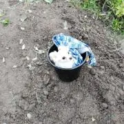 ポチョの画像