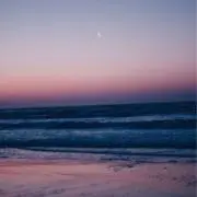 ポチの画像