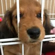 まゆ