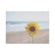 きゃに