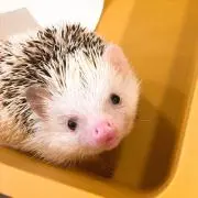 ちーの画像