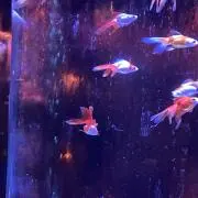 減らないエンゲル係数の画像