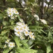 かいもん『即購入OK』の画像