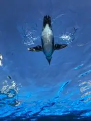 yas13の画像