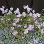 ♡