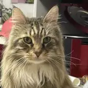 まき