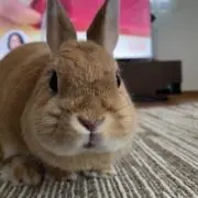 だんご⭐︎の画像