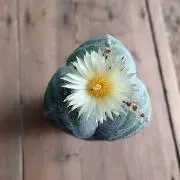 ろんぐの画像