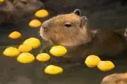 宇宙カピバラの画像