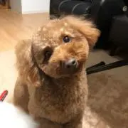 ジヨちゃん