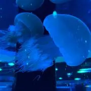 海月★購入される方プロフ一読お願いします
