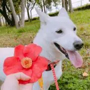 れい