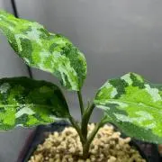 マチルダ