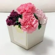 せんべいちゃんの画像