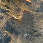 ボルティーニョの画像