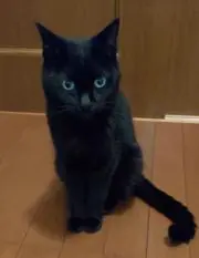 まめたん