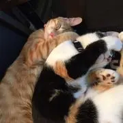 きなこ♡あんこ