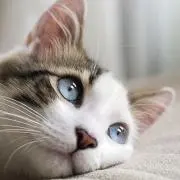 ステラ