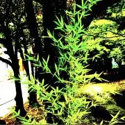 SASA.comの画像