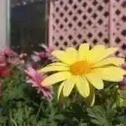 こっこの画像
