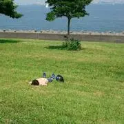 ひより
