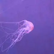 あさつぐの画像