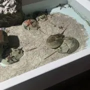 かんちんの画像