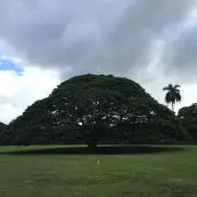 あひる