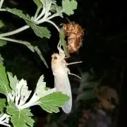 セミのヌケガラ