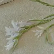 ソクの画像