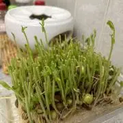 いれいす 缶バッジ いふ If 愛足り - メルカリ
