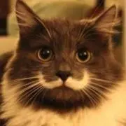 mikmikの画像
