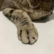 ねこさんの画像