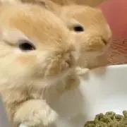 もい