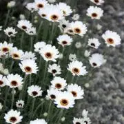 honeyの画像