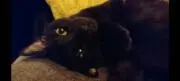 グラバロの画像