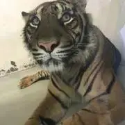 ユリーカの画像
