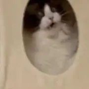 Aaaa
