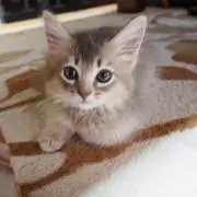 ゆか