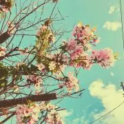 じゃすみん