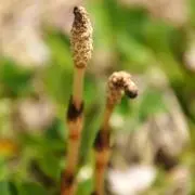 Natureの画像
