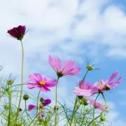 秋桜＊の画像
