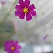 (ꕤ ॑꒳ ॑*)の画像