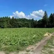 kumaの画像