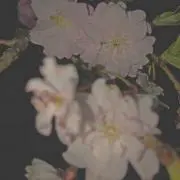 みさきの画像
